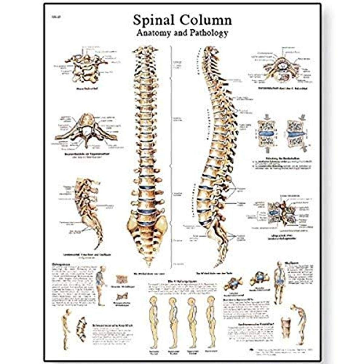 3b-scientific-lehrtafel-wirbels-ule-laminiert-anatomieposter image 2