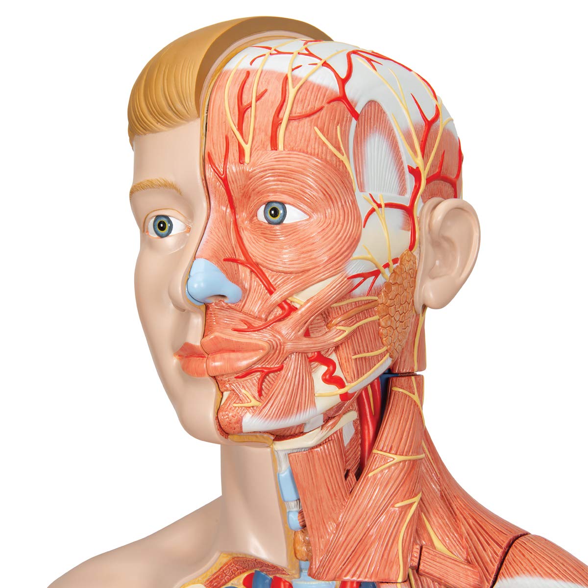 3b-scientific-lebensgro-e-zweigeschlechtige-muskelfigur-39-teilig-helle-haut-3b- image 3