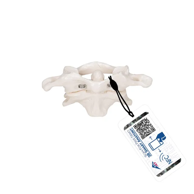 3b-scientific-atlas-und-axis-a71-montiert-halswirbel-modell-mit-smart-anatomy-ap image 1
