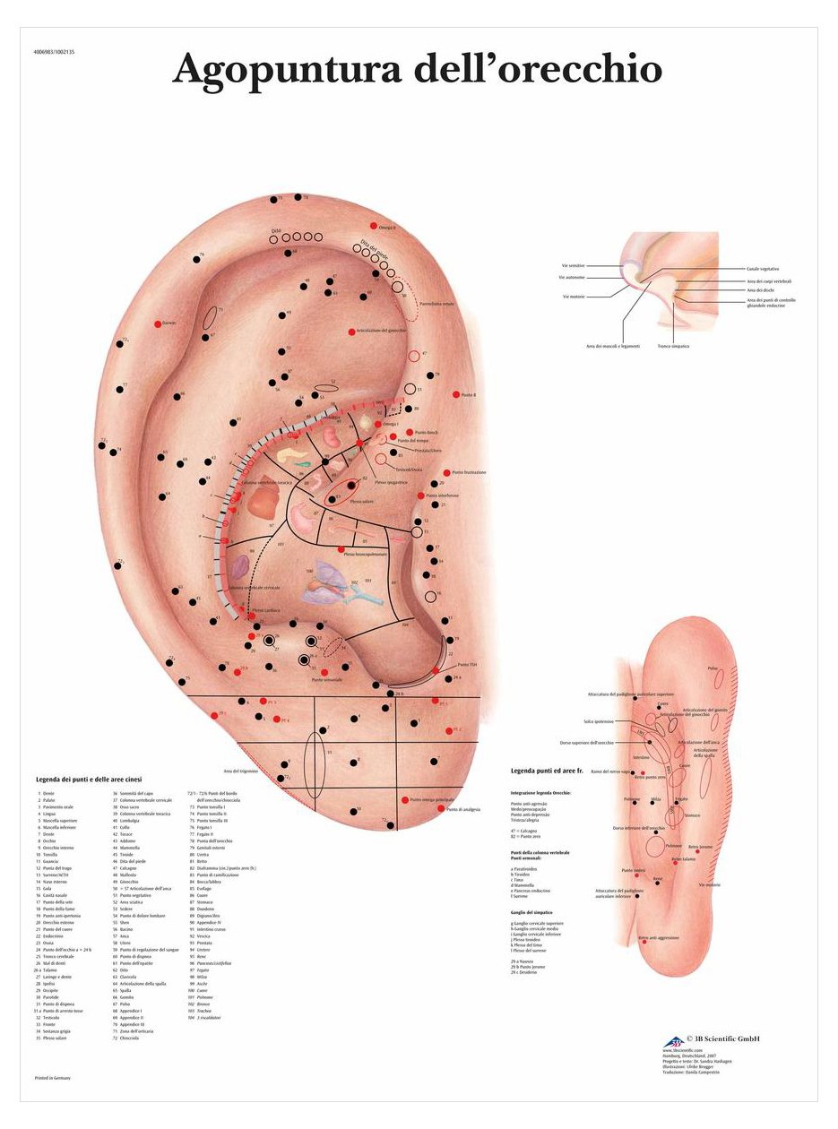3b-scientific-vr4821l-akupunktur-ohr-poster-laminiert-50-x-67-cm image 2