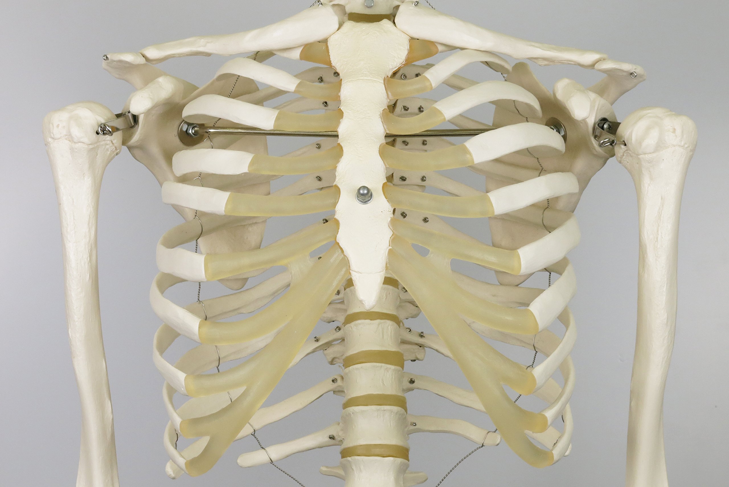 3b-scientific-skelettmodell-stan-a10-1-auf-h-ngest-nder-3b-smart-anatomy image 4