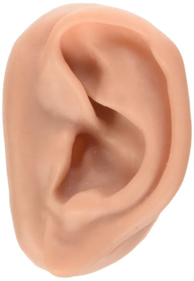 3b-scientific-akupunkturohren-set-f-r-10-studenten-20-ohren-aus-skinlike-silikon image 1