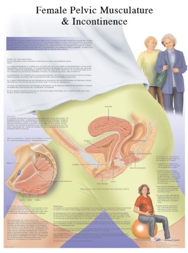 3b-scientific-human-anatomy-inkontinenz-bei-frauen-lehrtafel-papier-50-x-67-cm image 4