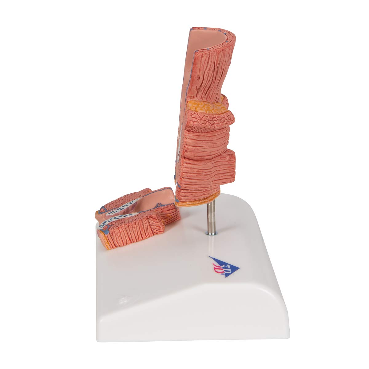 3b-scientific-h-morrhoidenmodell-enddarm-frontalschnitt-3b-smart-anatomy-app image 5
