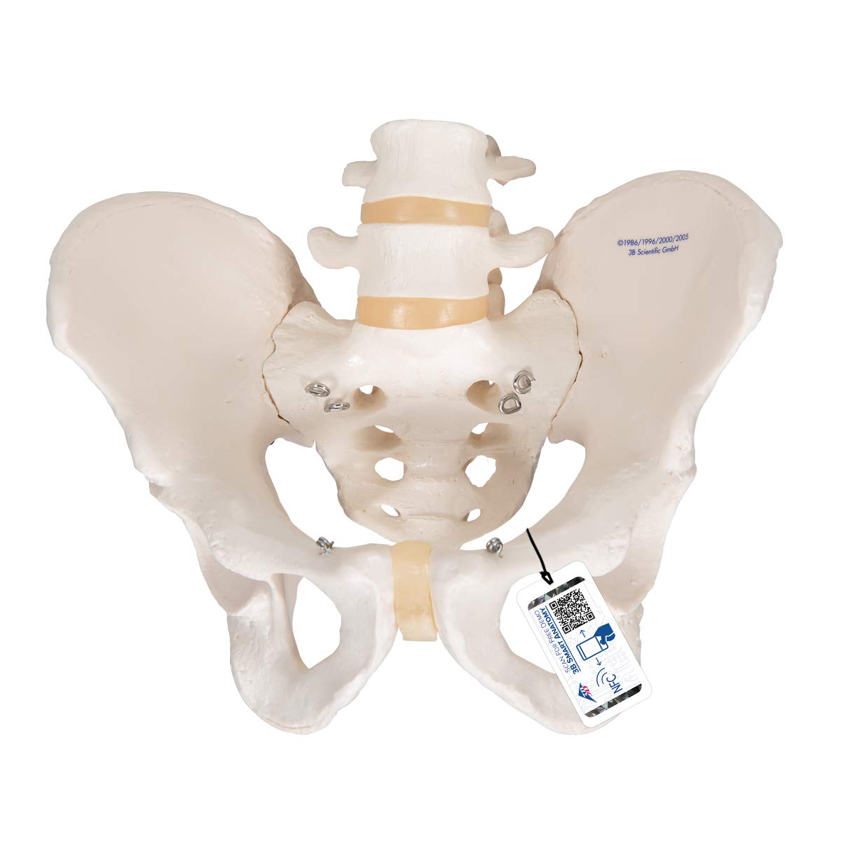 3b-scientific-3b-smart-anatomy-a61-beckenskelett-dame-weibliches-beckenmodell-mi image 2