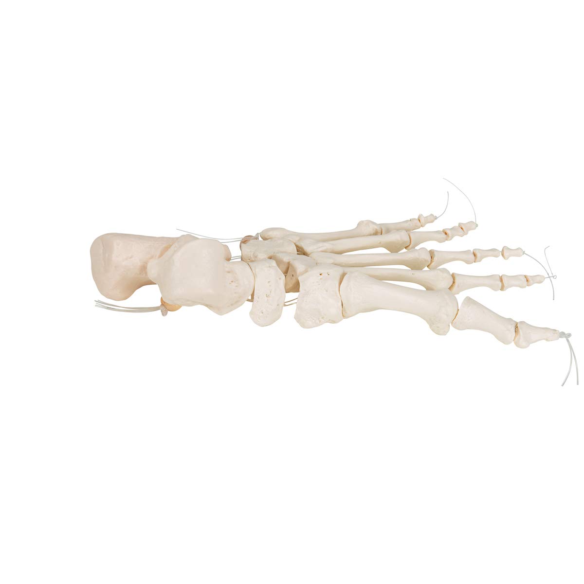3b-scientific-fu-skelett-modell-lose-fu-knochen-auf-nylonschnur-aus-pvc image 3