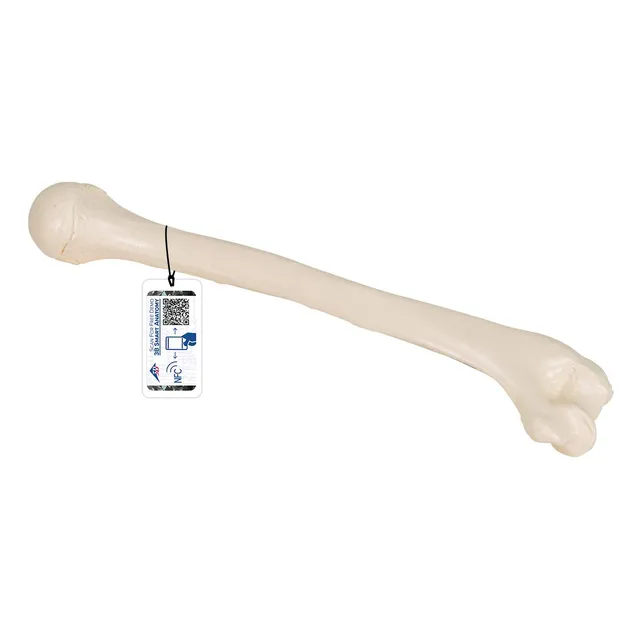3b-scientific-humerus-modell-a45-1-oberarmknochen-in-naturgr-e-mit-smart-anatomy image 1