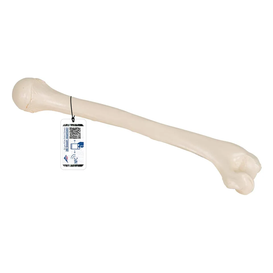 3b-scientific-humerus-modell-a45-1-oberarmknochen-in-naturgr-e-mit-smart-anatomy image 1