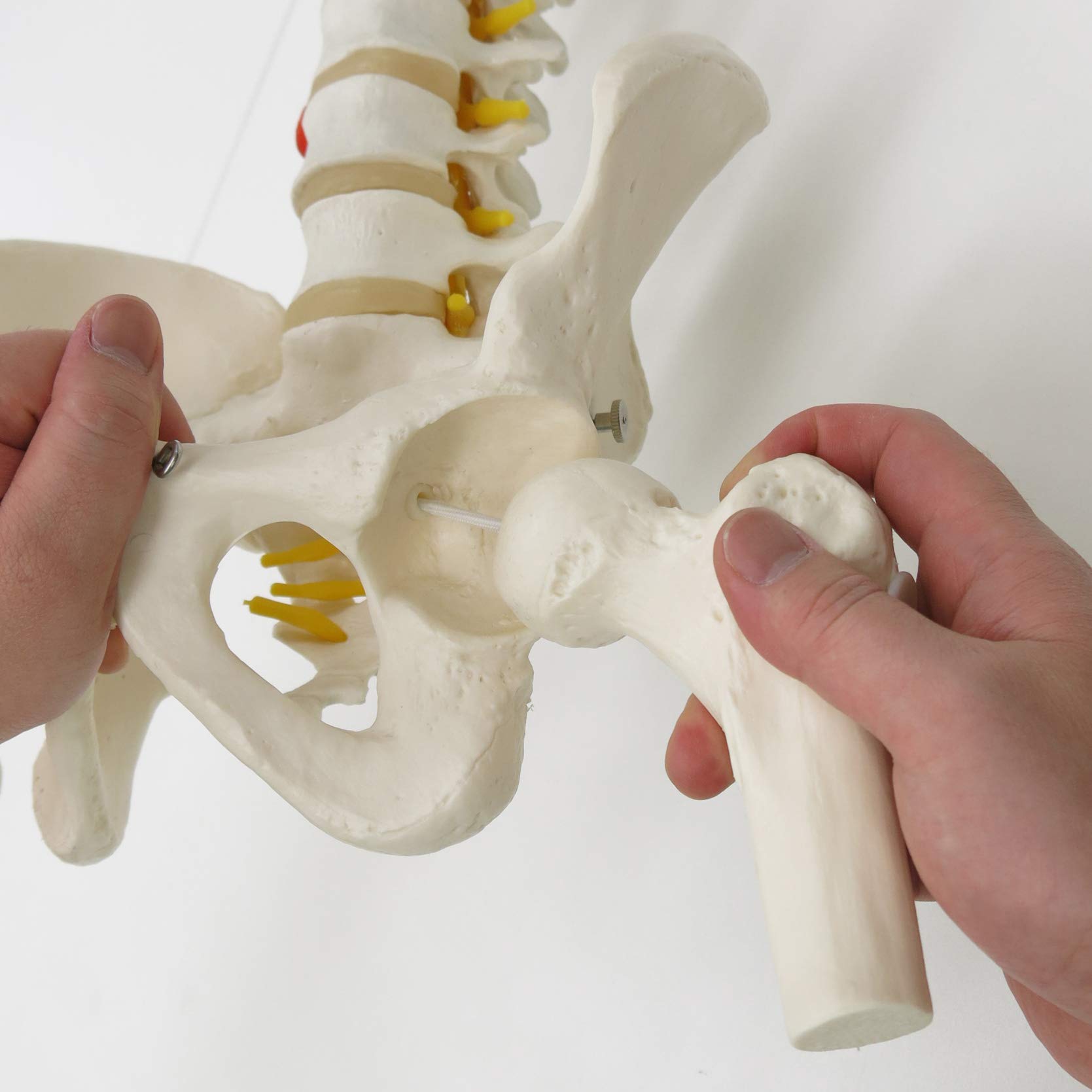 3b-scientific-flexible-wirbels-ule-klassisch-lebensgro-mit-becken-und-3b-smart-a image 5