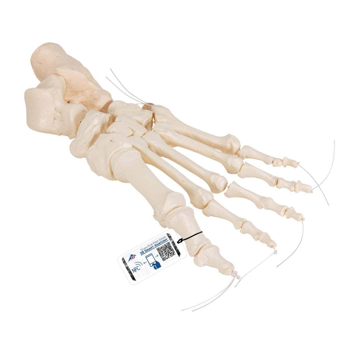 3b-scientific-fu-skelett-modell-lose-fu-knochen-auf-nylonschnur-aus-pvc image 1