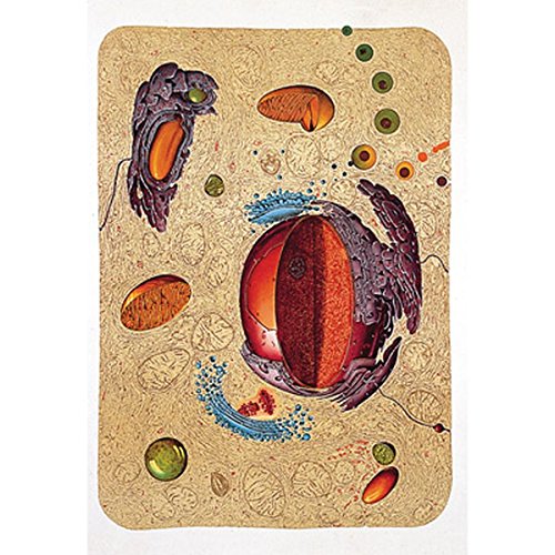 3b-scientific-lehrtafel-bau-einer-menschlichen-zelle-anatomie-wandkarte-84x200-c image 3