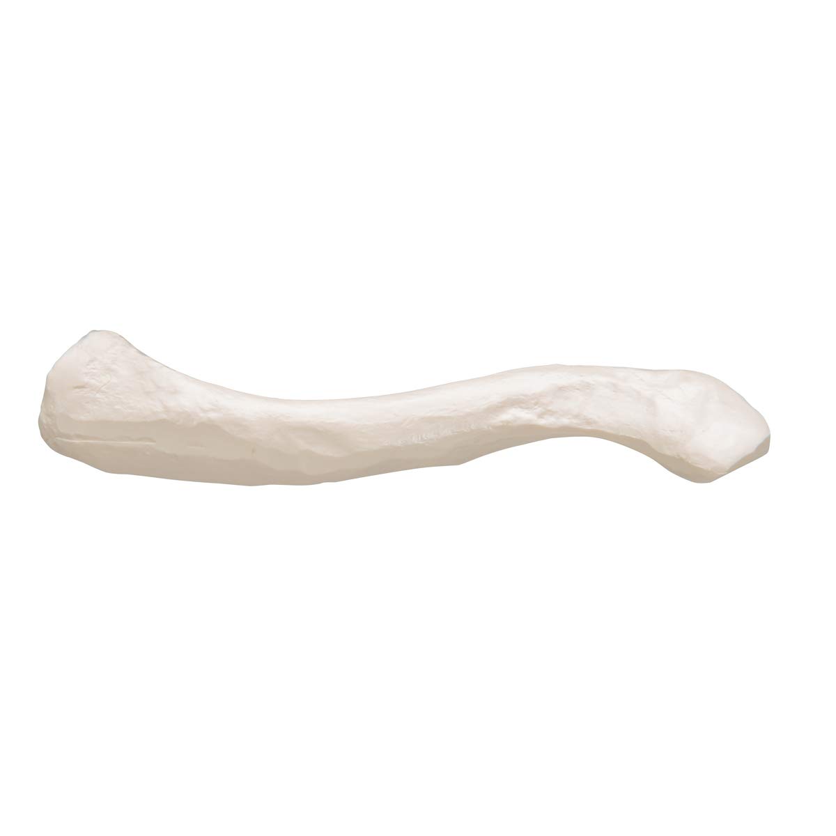 3b-scientific-schl-sselbein-modell-originalgr-e-3b-smart-anatomy-app image 2