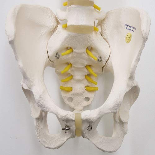 3b-scientific-flexibles-wirbels-ulenmodell-klassik-mit-weiblichem-becken-pvc-sma image 3