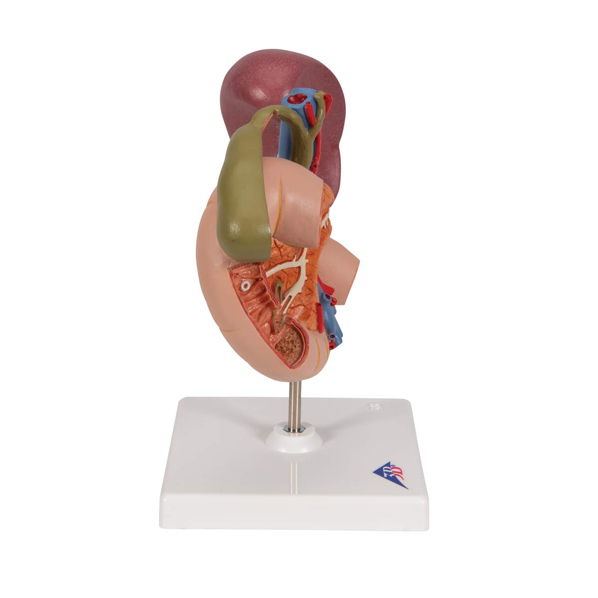3b-scientific-hintere-oberbauchorgane-anatomiemodell-aus-pvc image 3