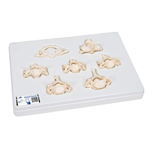 3b-scientific-set-mit-7-halswirbeln-bonelike-halswirbelmodelle-auf-sockel image 2