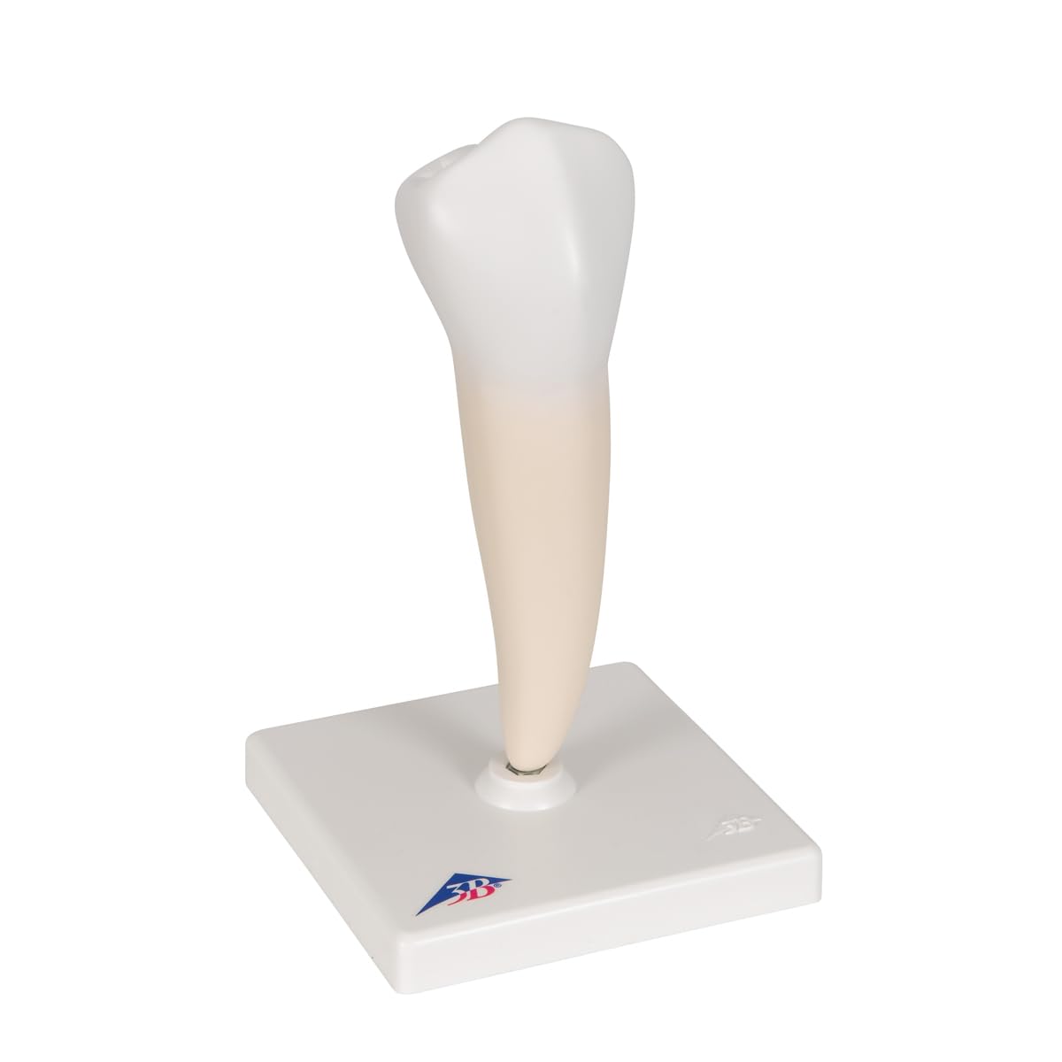3b-scientific-unterer-einwurzeliger-pr-molar-zahnmodell-auf-stativ-3b-smart-anat image 2