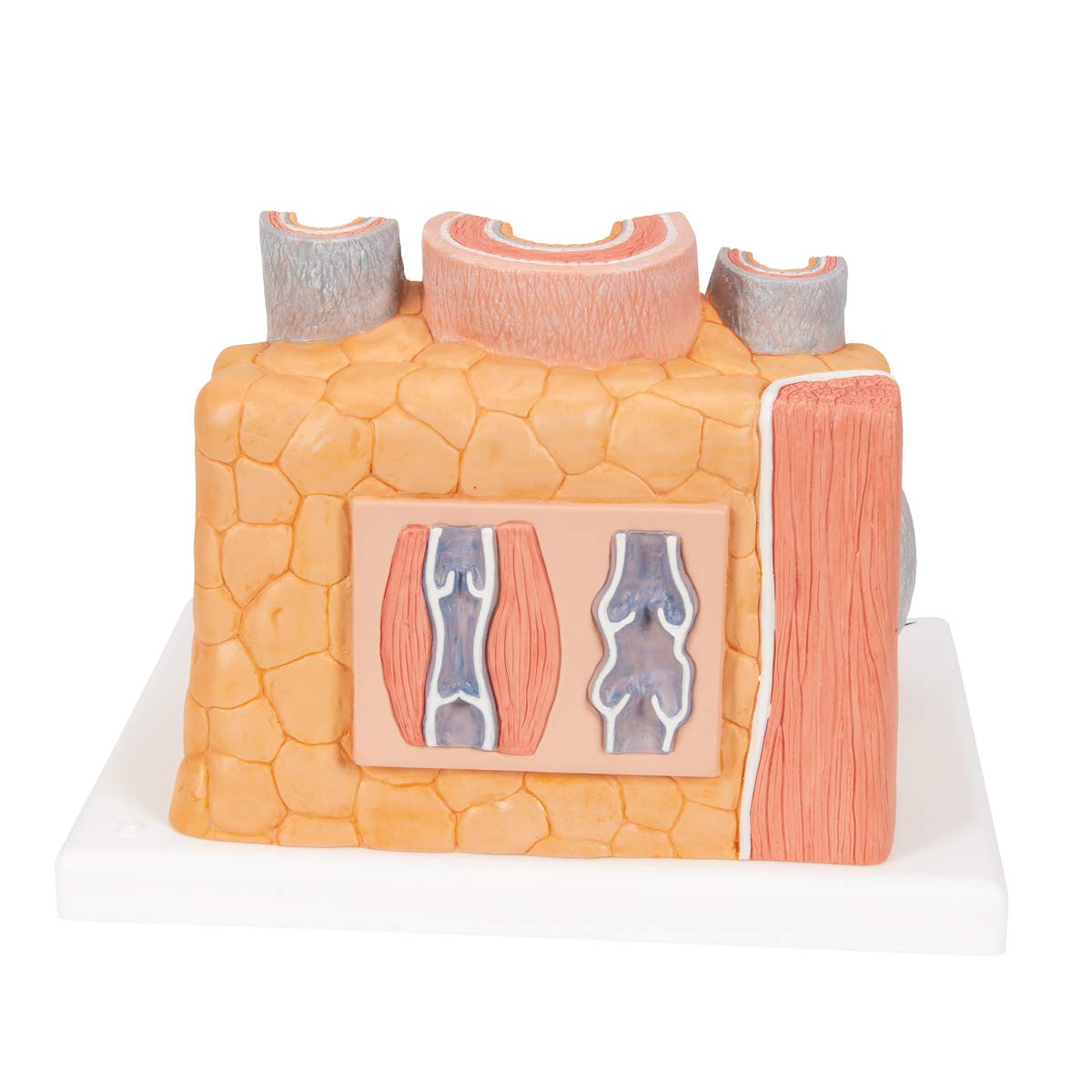 3b-scientific-microanatomy-arterie-und-vene-14-fach-g42 image 3