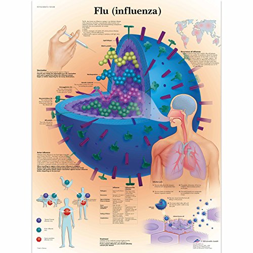 3b-scientific-grippe-anatomie-lehrtafel-papierposter-50-x-67-cm image 3