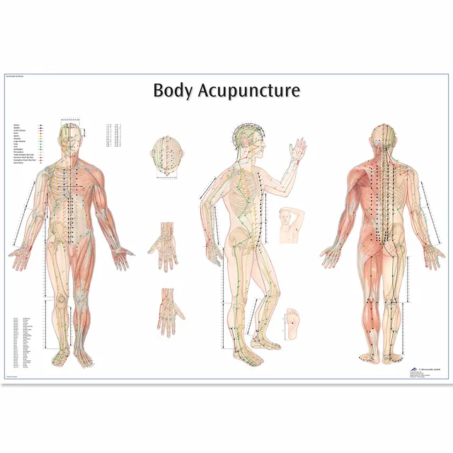 3b-scientific-4006730-akupunkturtafel-human-anatomy-papierversion image 1
