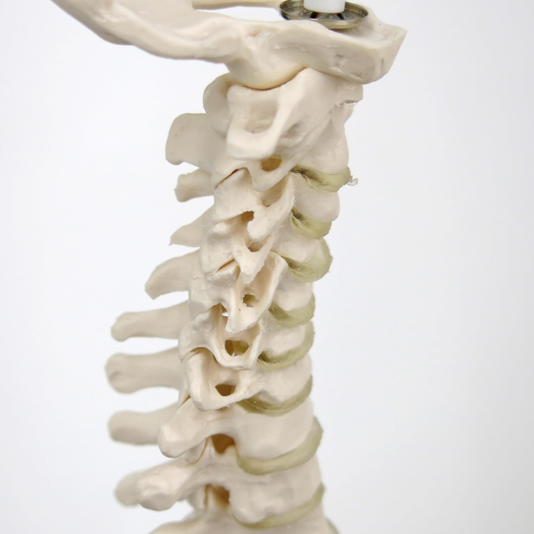 3b-scientific-mini-wirbels-ulenmodell-mit-becken-auf-stativ-flexibel-pvc image 6