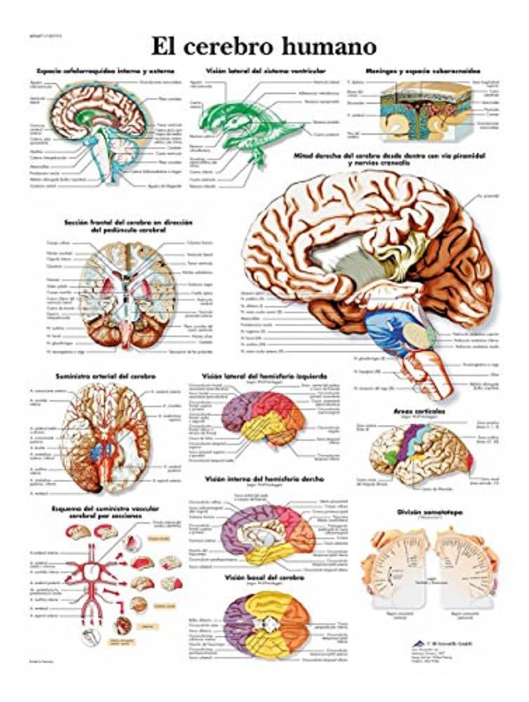 3b-scientific-anatomietafel-menschliches-gehirn-spanisch-papierposter image 1