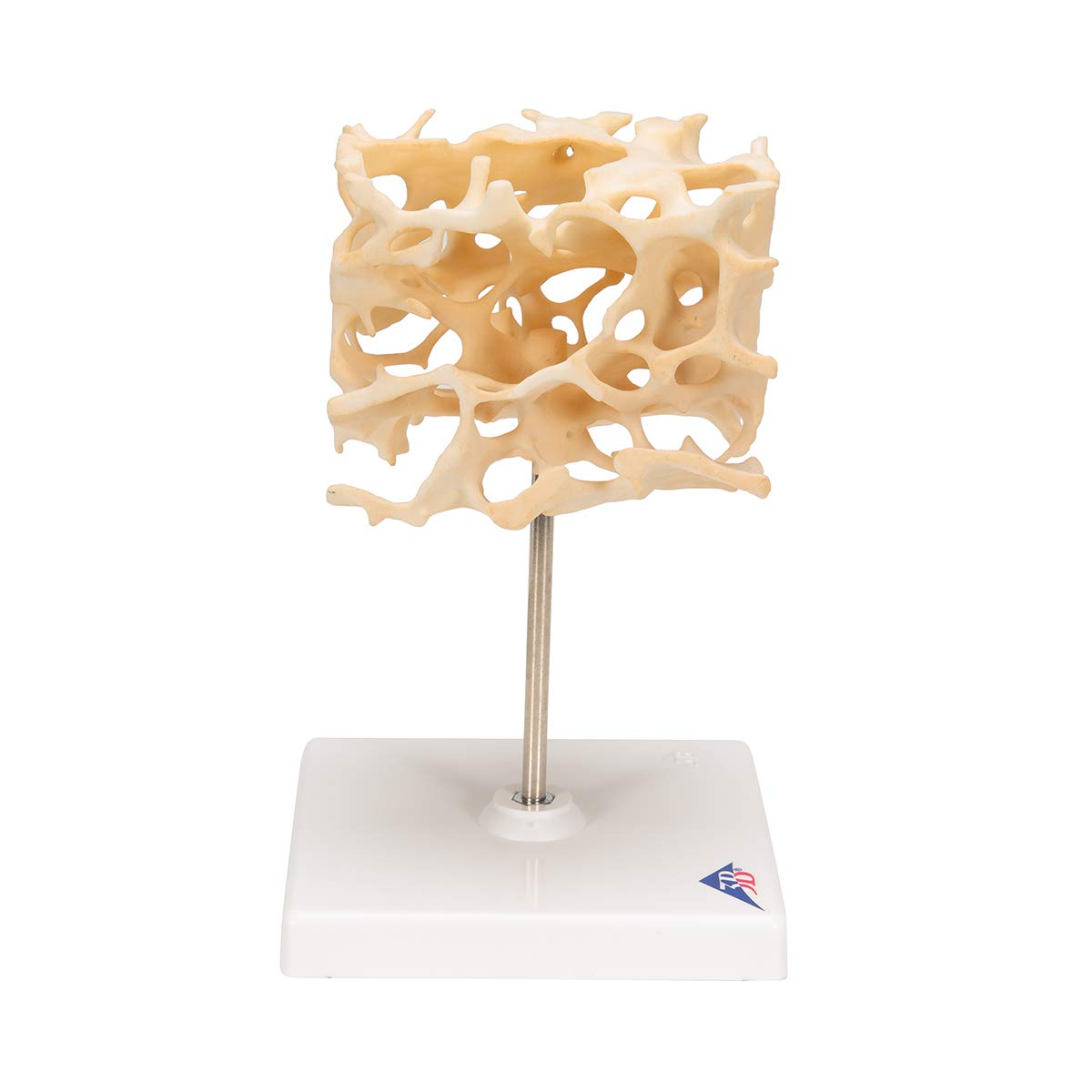 3b-scientific-knochenspongiosa-modell-100-fach-vergr-ert-3b-smart-anatomy-app image 3