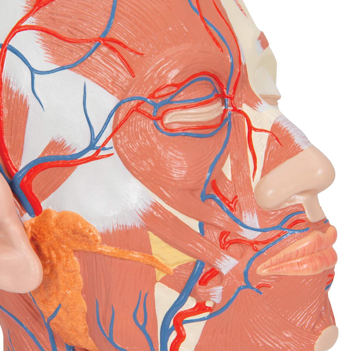 3b-scientific-kopfmodell-lebensgro-mit-muskulatur-blutgef-en-pvc-smart-anatomy-a image 8