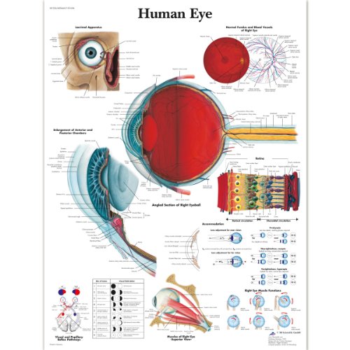 3b-scientific-eye-chart-anatomieposter-auge-50-x-67-cm image 4