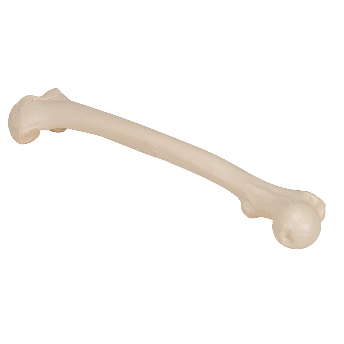 3b-scientific-a35-1-femur-modell-3b-smart-anatomy image 2