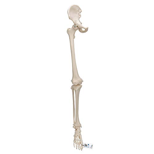 3b-scientific-3b-smart-anatomy-bein-skelett-mit-h-ftknochen-ar-app image 6