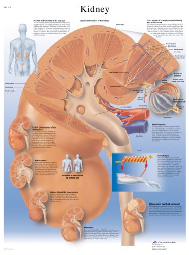 3b-scientific-nierendiagramm-menschliche-anatomie-papierversion-englische-versio image 4