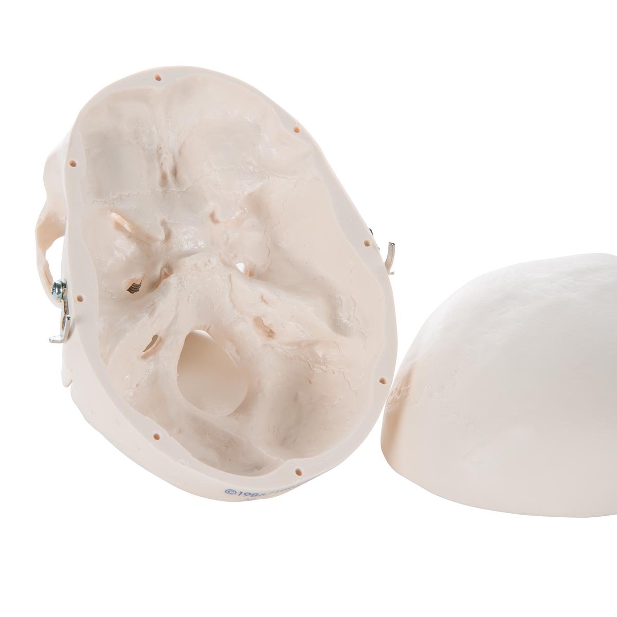 3b-scientific-a18-15-mini-sch-delmodell-mensch-3-teilig-mit-3b-smart-anatomy image 3