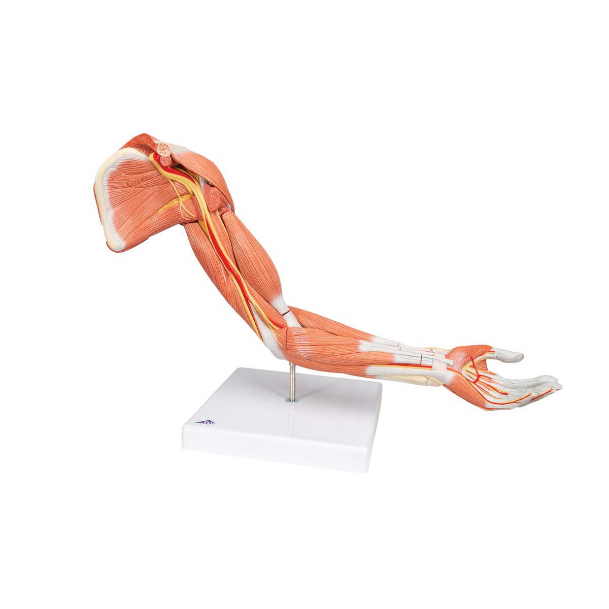 3b-scientific-armmuskel-modell-6-teilig-arm-und-schultermodell-mit-abnehmbaren-m image 6