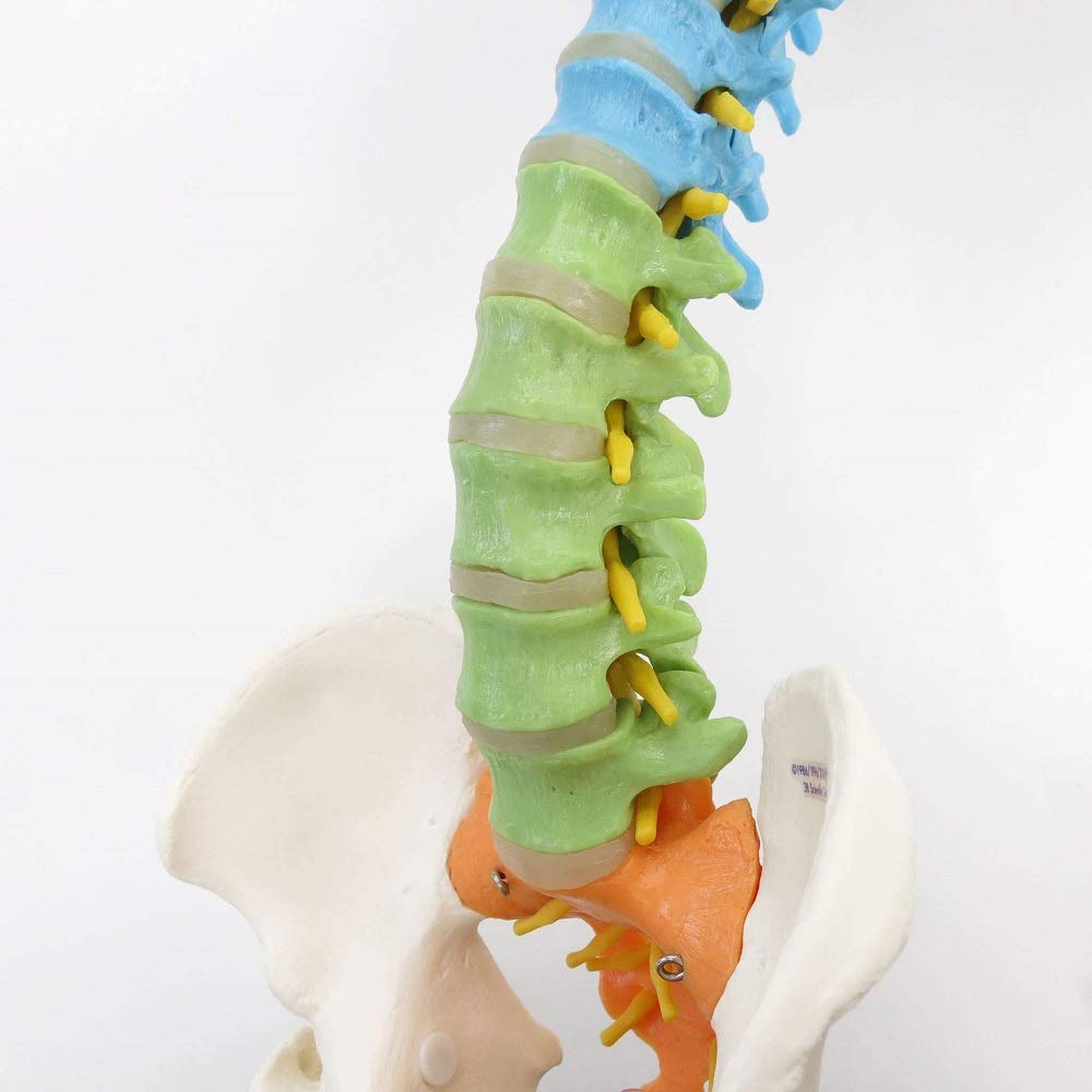 3b-scientific-didaktische-flexible-wirbels-ule-a58-9-82-cm-mit-oberschenkelk-pfe image 7