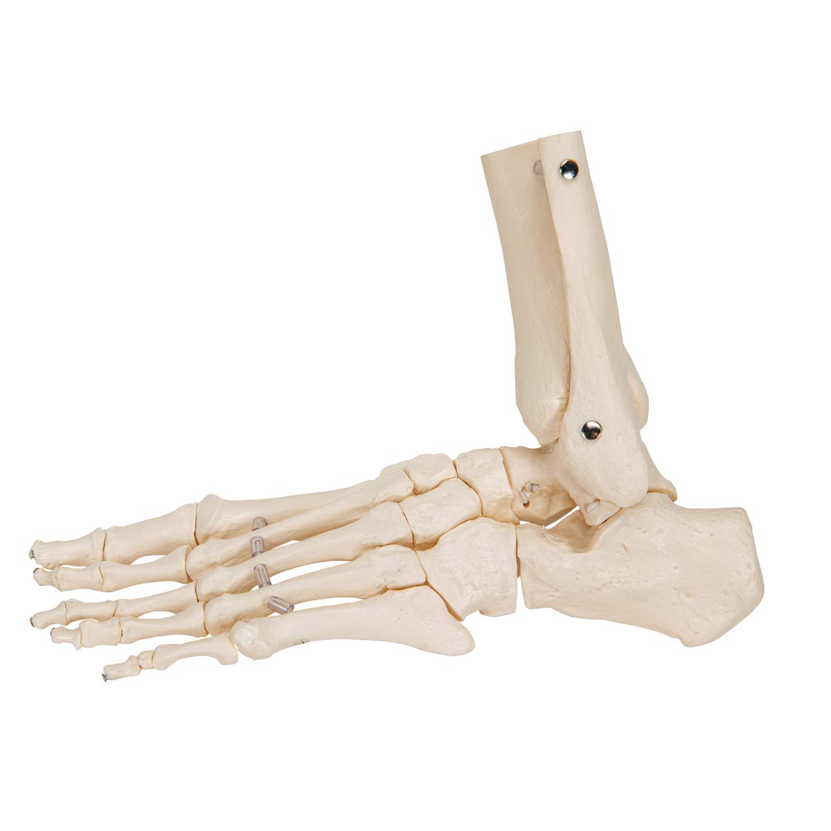3b-scientific-fu-und-kn-chelskelett-lose-mit-bungee-smart-anatomy image 4