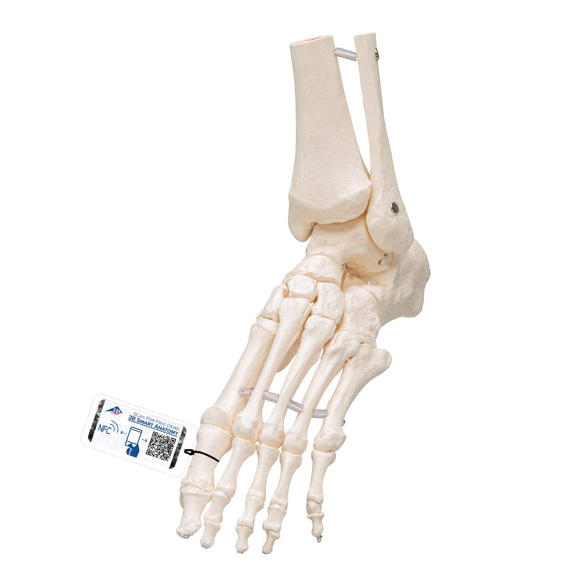 3b-scientific-fu-und-kn-chelskelett-lose-mit-bungee-smart-anatomy image 1