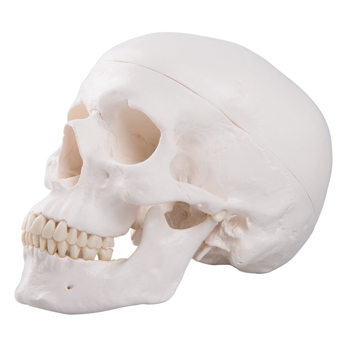 3b-scientific-klassisches-sch-del-modell-mit-montage-anatomie-sch-del-classique image 2