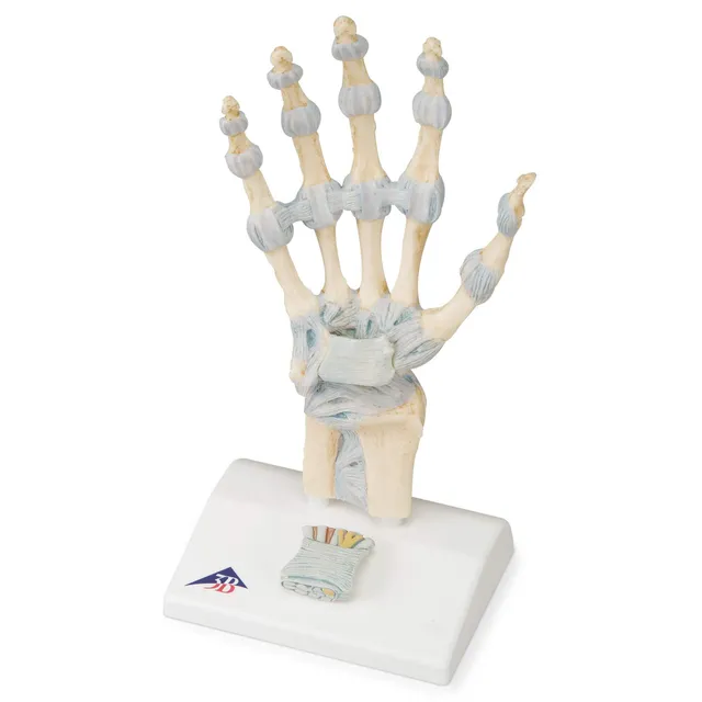 3b-scientific-handskelett-modell-handknochen-mit-b-ndern-karpaltunnel-smart-anat image 1
