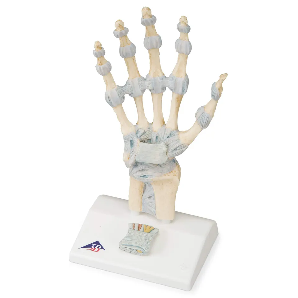 3b-scientific-handskelett-modell-handknochen-mit-b-ndern-karpaltunnel-smart-anat image 1
