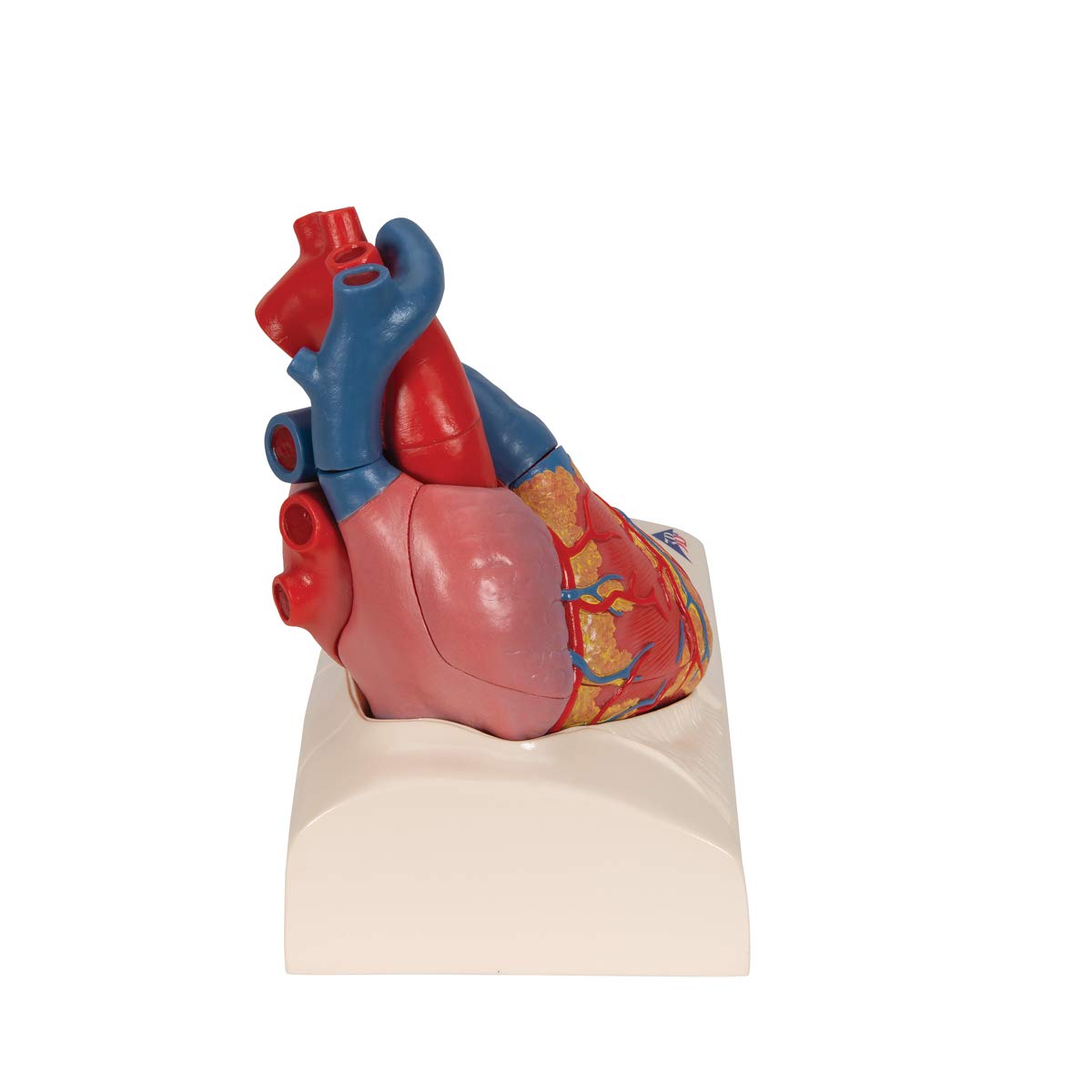 3b-scientific-herzmodell-classic-heart-model-series-lebensgro-5-teilig-mit-systo image 3