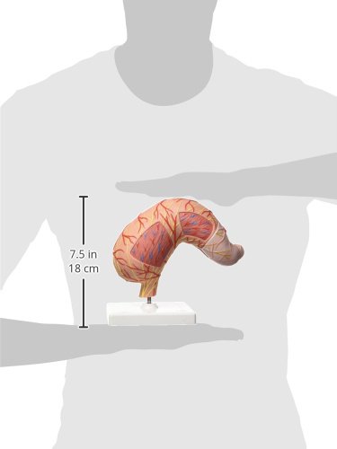 3b-scientific-magen-2-teilig-humananatomie-modell-mit-app image 5