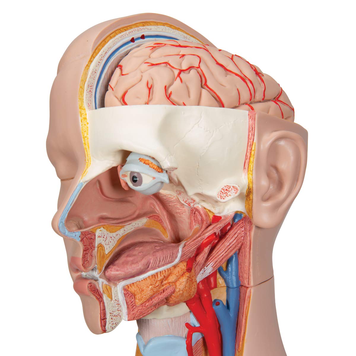 3b-scientific-classic-torso-modell-geschlechtsneutral-18-teilig-mit-offenem-nack image 6
