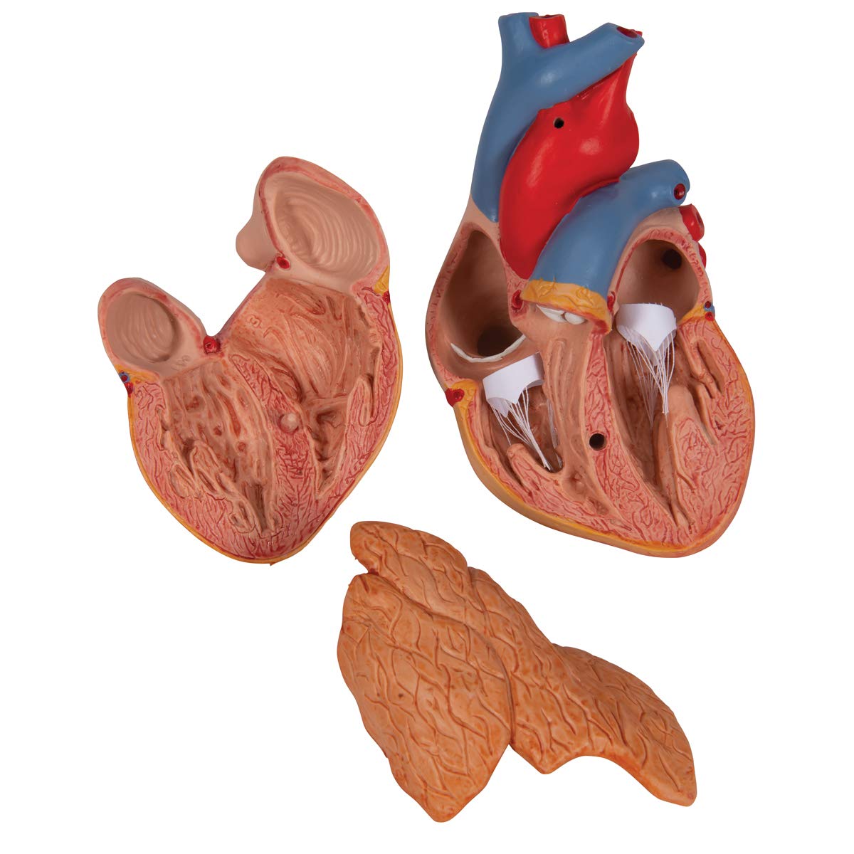 3b-scientific-herzmodell-klassik-3-teilig-lebensgro-herz-mit-thymus-und-smart-an image 5