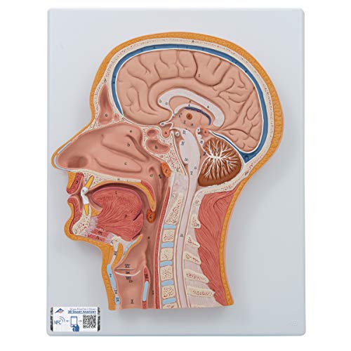 3b-scientific-medianschnitt-kopfmodell-lebensgro-mit-gehirn-smart-anatomy-app image 3
