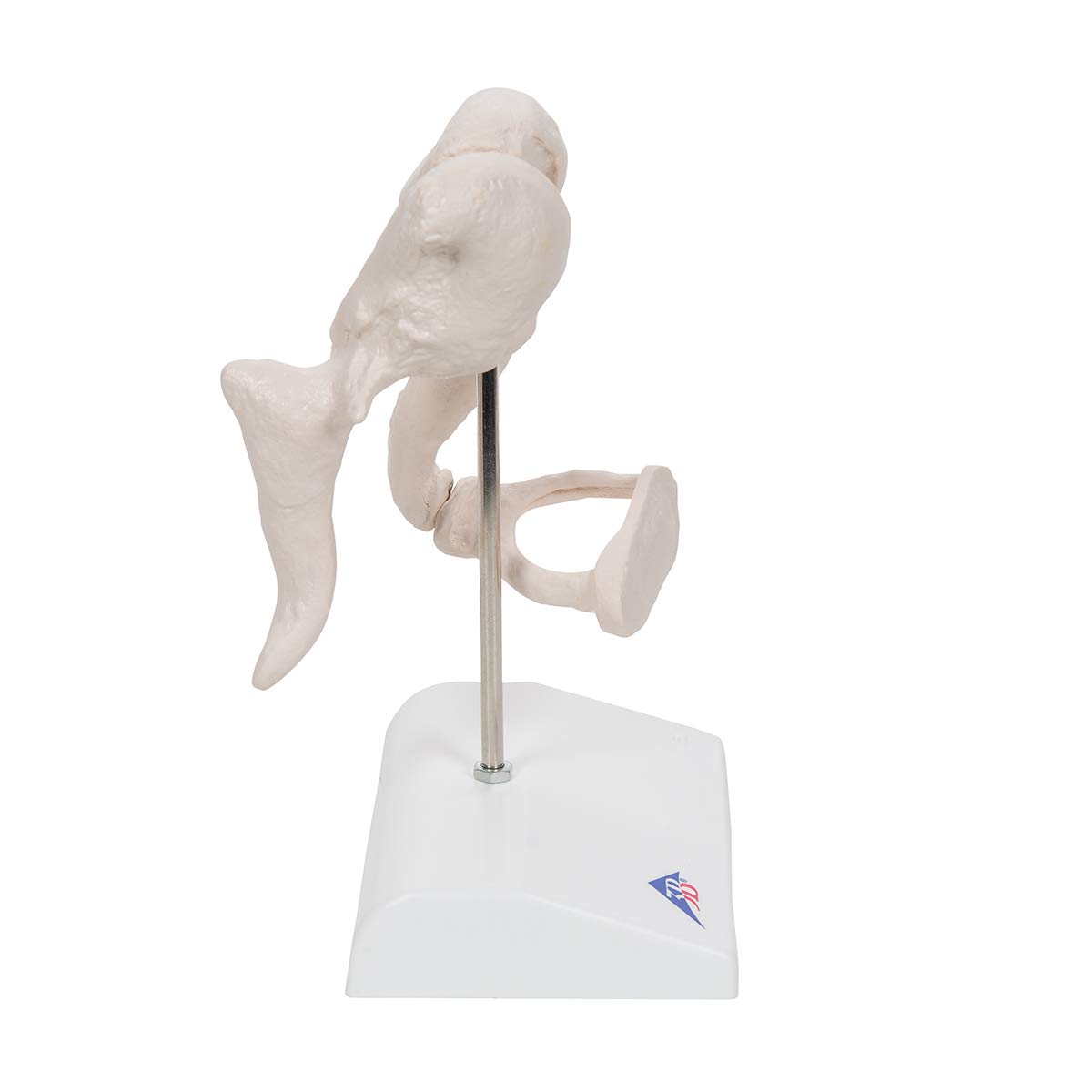 3b-scientific-3b-smart-anatomy-a101-geh-rkn-chelchen-modell-20-fach-vergr-ert image 3