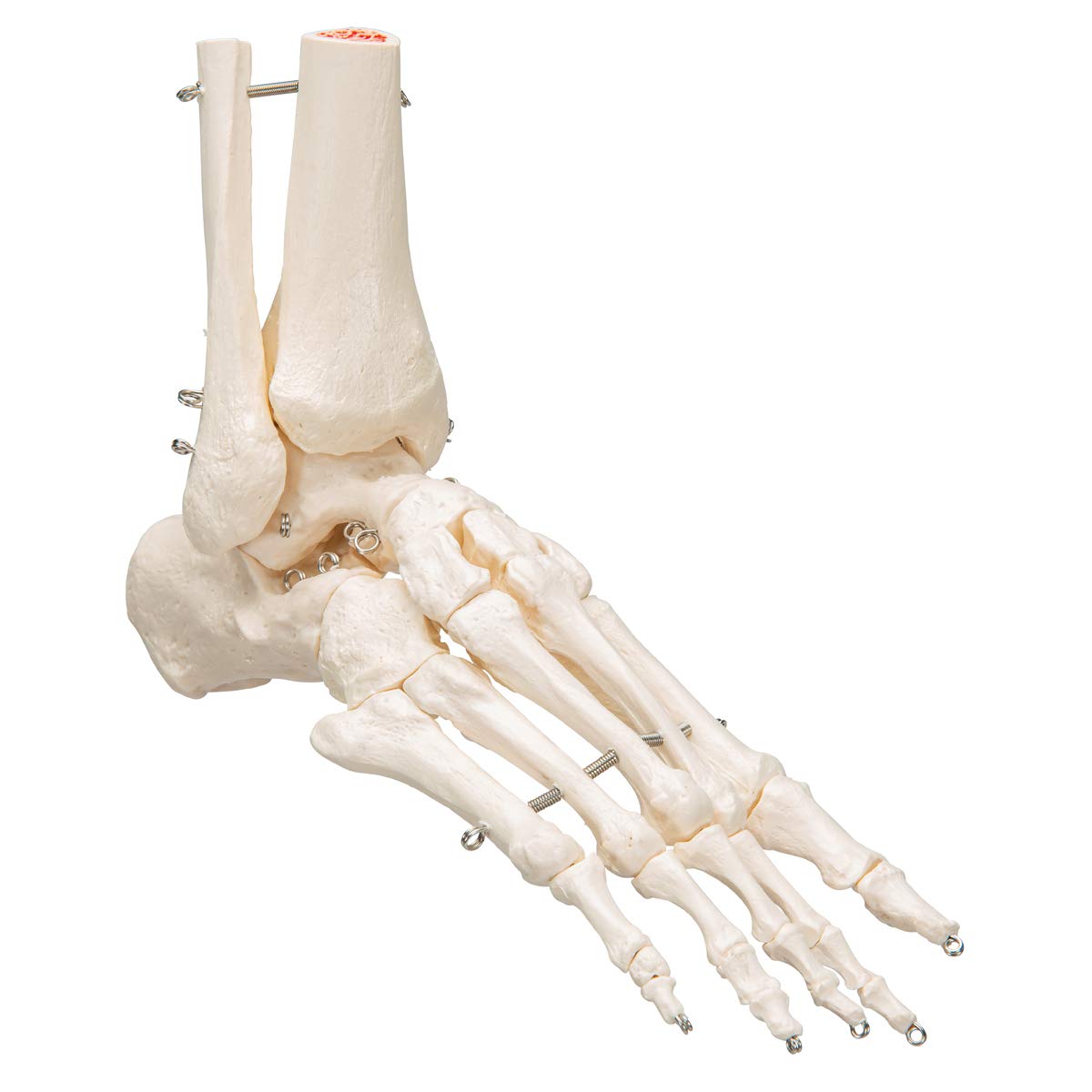 3b-scientific-a31-fu-und-sprunggelenk-skelettmodell-3b-smart-anatomy image 8