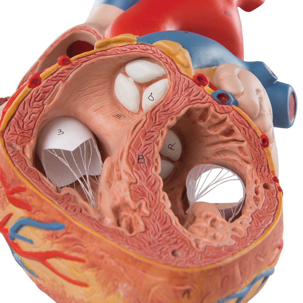 3b-scientific-herzmodell-2-fache-lebensgr-e-4-teilig-mit-smart-anatomy-app image 4