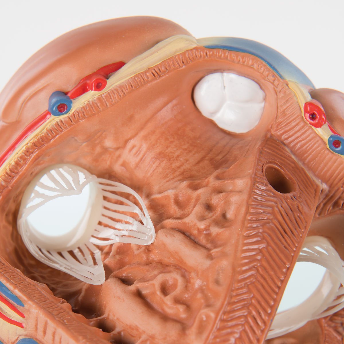 3b-scientific-herzmodell-7-teilig-vd253-3b-smart-anatomy-app image 4