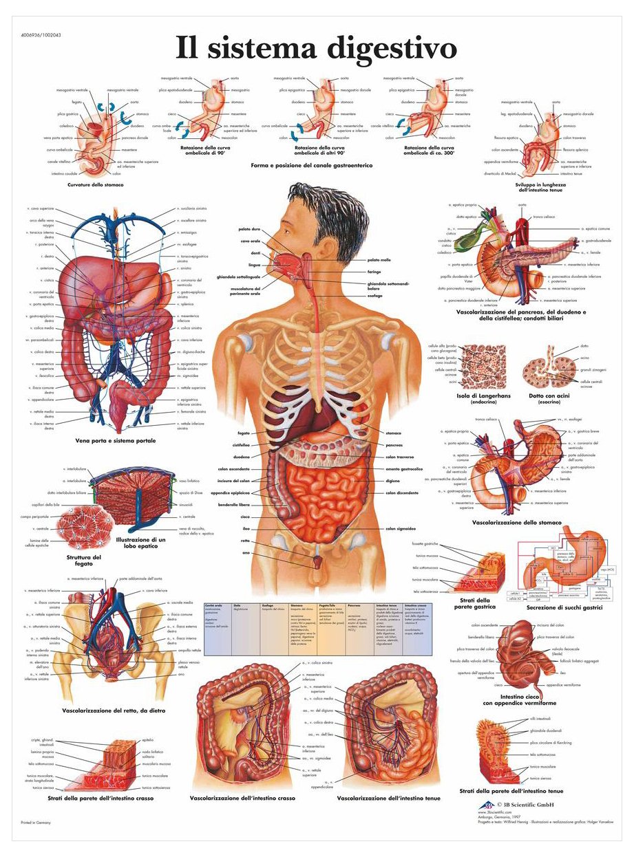 3b-scientific-lehrtafel-menschliches-verdauungssystem-laminiert-50x67-cm image 1
