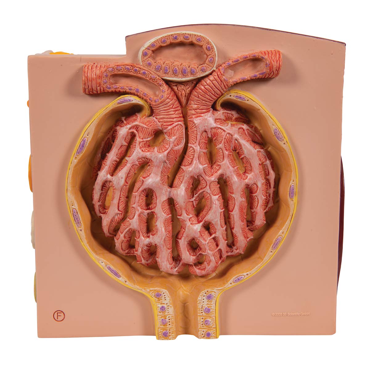 3b-scientific-microanatomy-niere-anatomiemodell-mit-app image 7